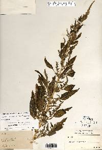 Amaranthus tuberculatus image