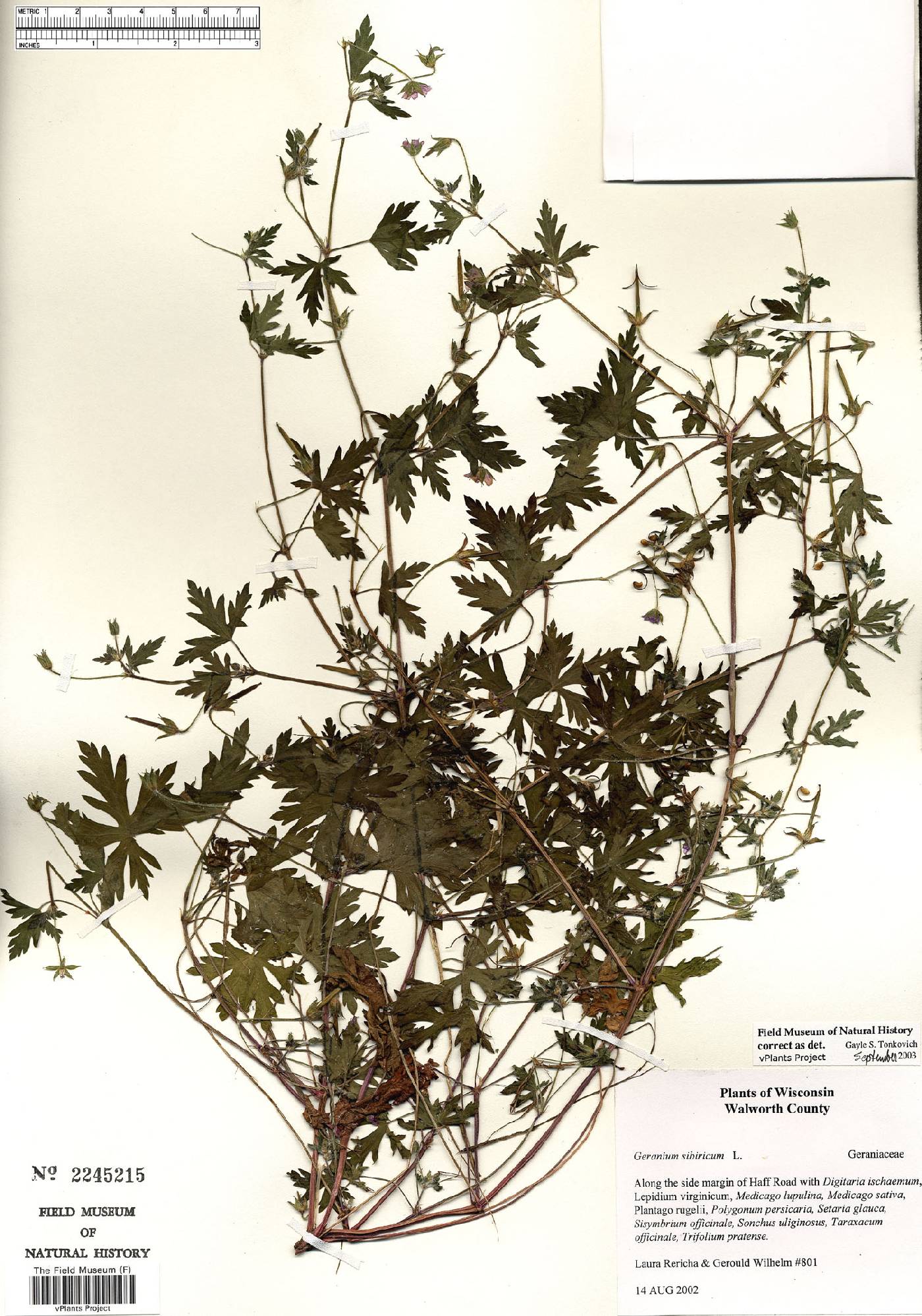 Geranium sibiricum image