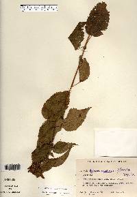 Image Associated With the Occurence