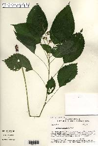 Laportea canadensis image