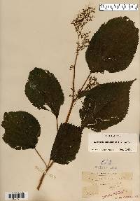 Laportea canadensis image