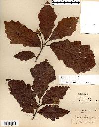 Quercus bicolor image