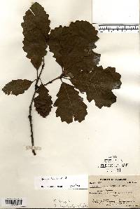 Quercus bicolor image