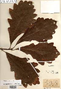 Quercus bicolor image