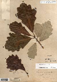 Quercus bicolor image