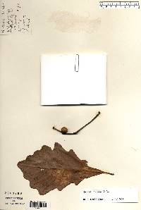 Quercus bicolor image