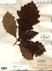 Quercus bicolor image