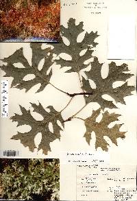 Quercus coccinea image