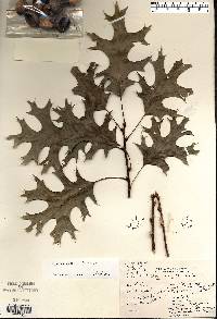 Quercus coccinea image