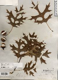 Quercus ellipsoidalis image