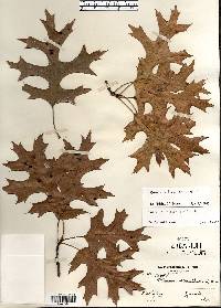 Quercus ellipsoidalis image