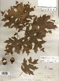 Quercus fontana image