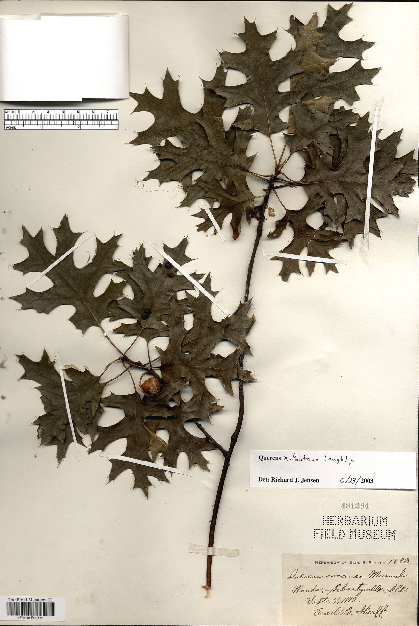 Quercus fontana image