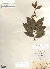 Quercus imbricaria image