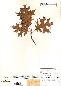 Quercus ellipsoidalis image