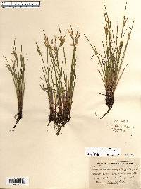 Sisyrinchium albidum image