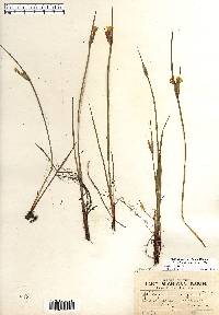 Sisyrinchium albidum image