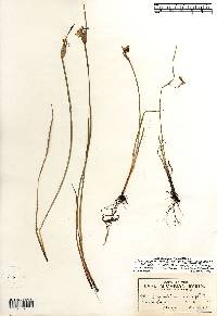 Sisyrinchium albidum image