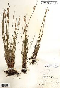 Sisyrinchium albidum image