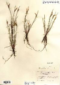 Sisyrinchium albidum image