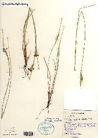 Sisyrinchium albidum image