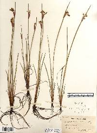 Sisyrinchium albidum image