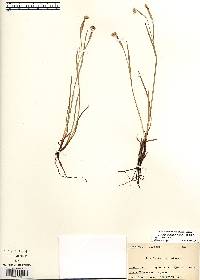 Sisyrinchium strictum image