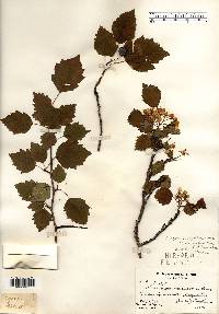 Crataegus apiomorpha image