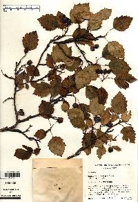 Crataegus apiomorpha image