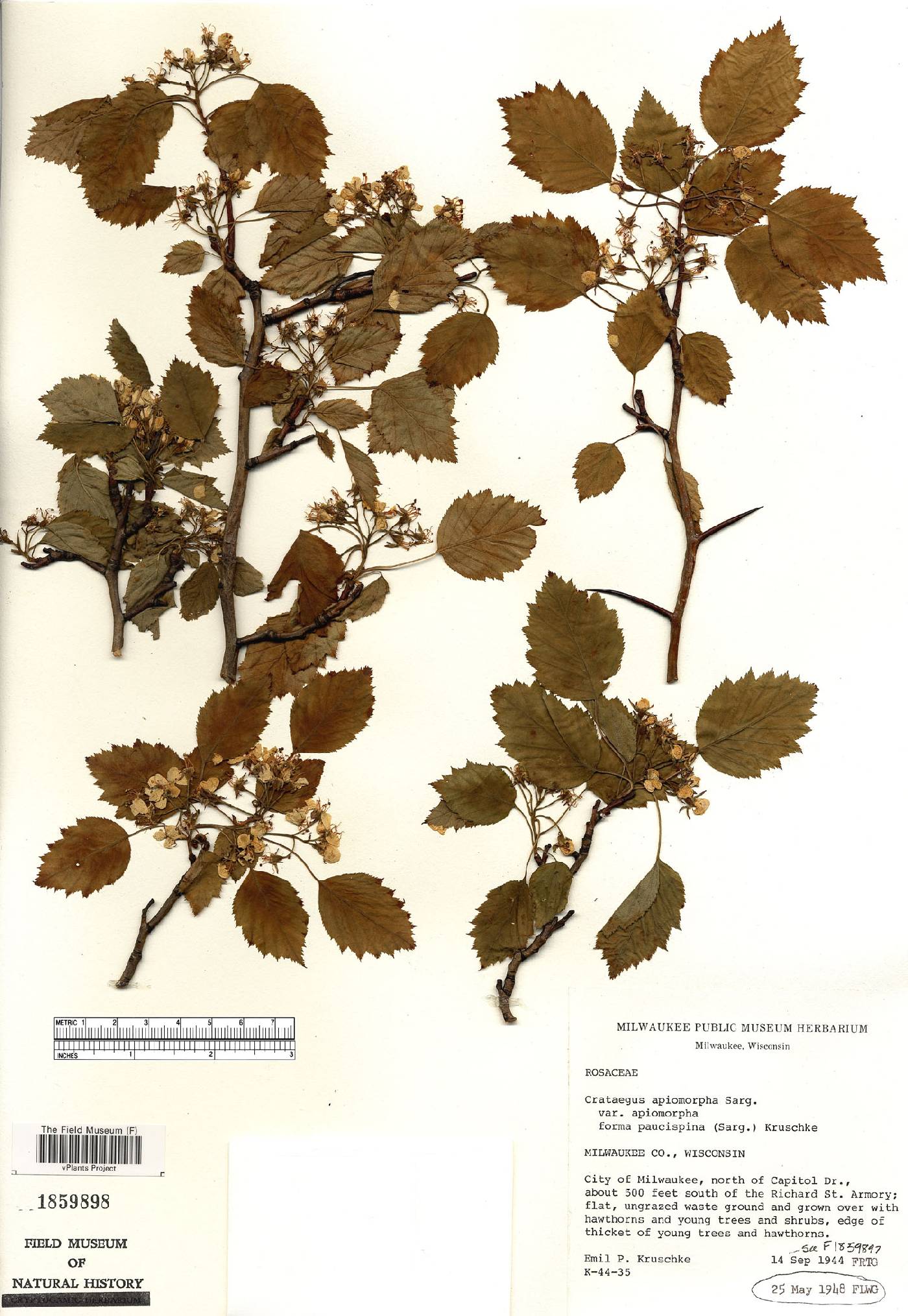 Crataegus apiomorpha image