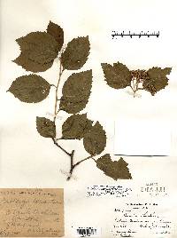 Crataegus calpodendron image