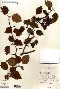 Crataegus schuettei image