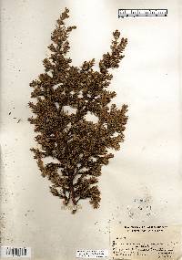 Juniperus communis var. depressa image