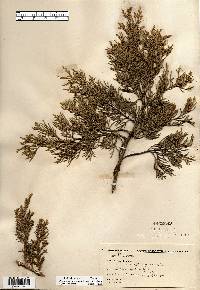 Juniperus virginiana var. virginiana image