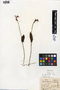 Pogonia ophioglossoides image