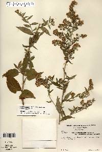 Symphyotrichum drummondii image