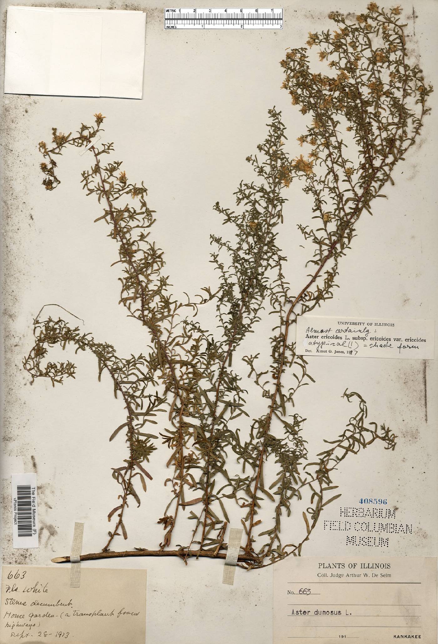 Symphyotrichum ericoides var. ericoides image