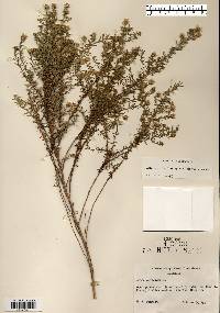 Symphyotrichum ericoides image