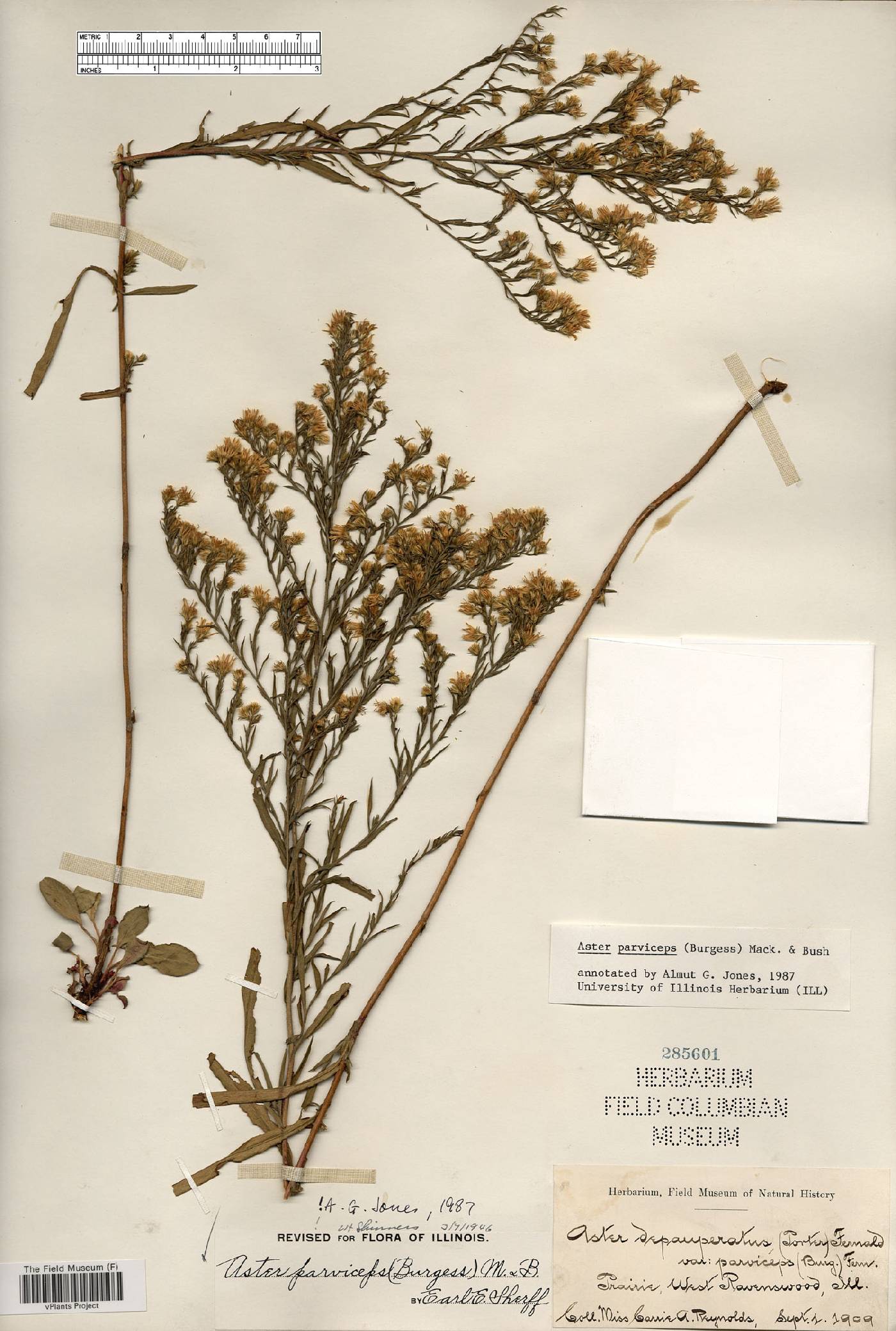 Aster parviceps image