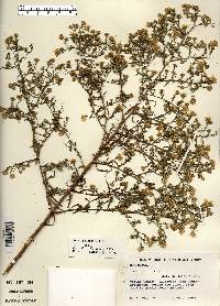 Symphyotrichum pilosum var. pilosum image