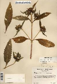 Bidens tripartita image