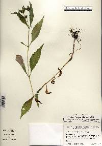 Bidens connata image