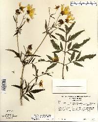 Bidens polylepis image