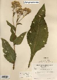 Parthenium integrifolium image