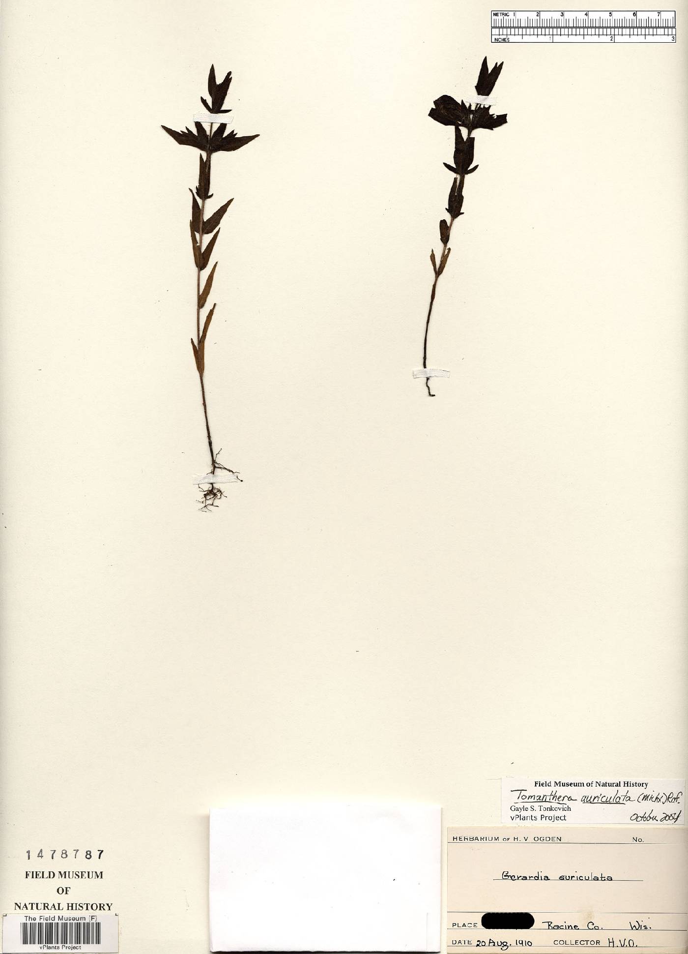 Tomanthera auriculata image