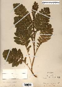 Tanacetum vulgare image