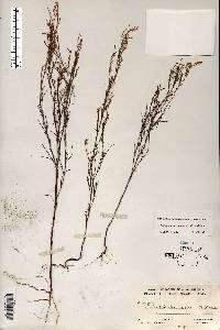 Polygonella articulata image