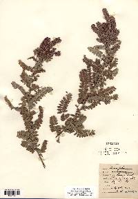 Amorpha canescens image