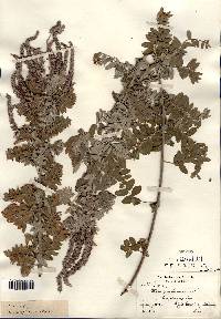 Amorpha canescens image