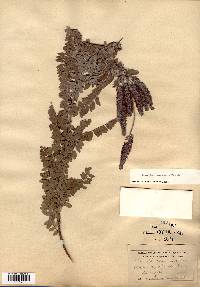 Amorpha canescens image